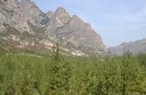 September 2006 Five years after afforestation