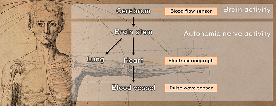 Brain and autonomic nervous system activities and sensors (cerebral blood flow, electrocardiogram, pulse wave) to measure them