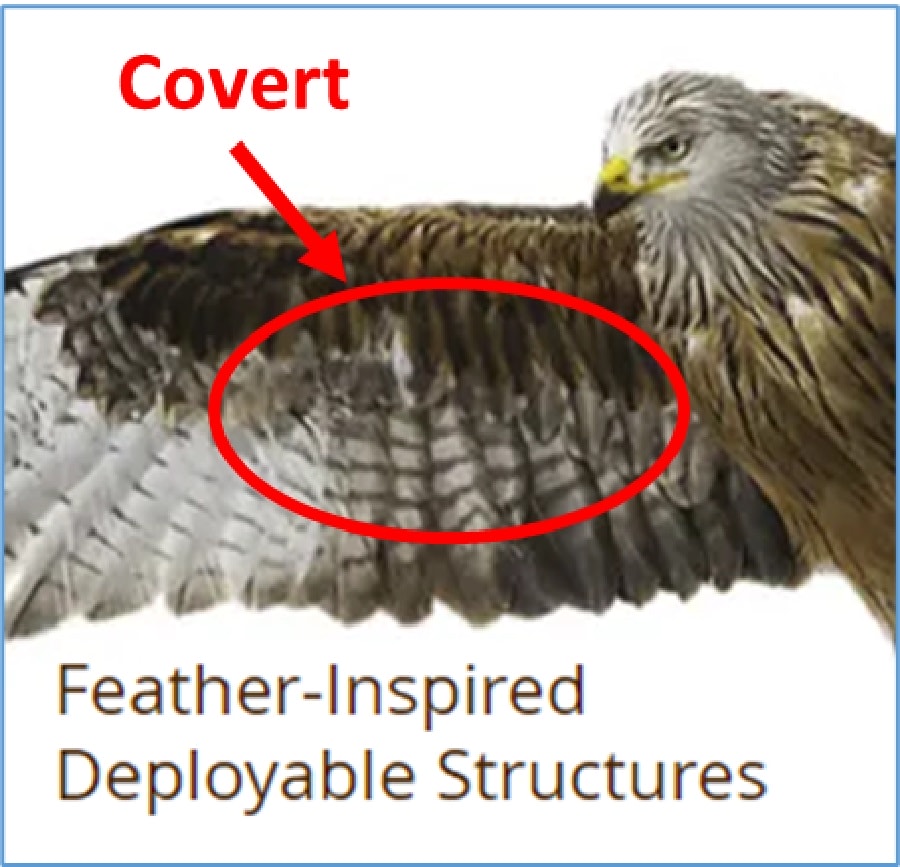 Figure 4 Covert wings of birds of prey