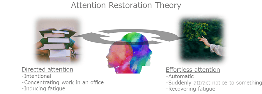 Figure 1 Attention Restoration Theory