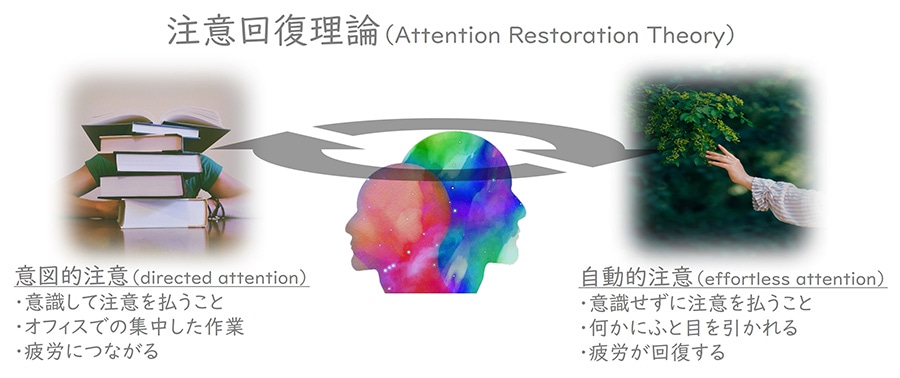 図1 注意回復理論（Attention Restoration Theory）