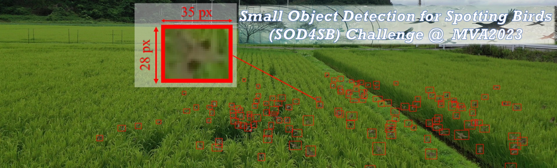 [Collaborative Research] Automated Detection of Small Birds!