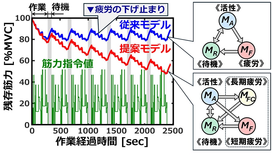 図5 実作業工程を対象とした従来モデルと提案モデルでの筋疲労の解析例