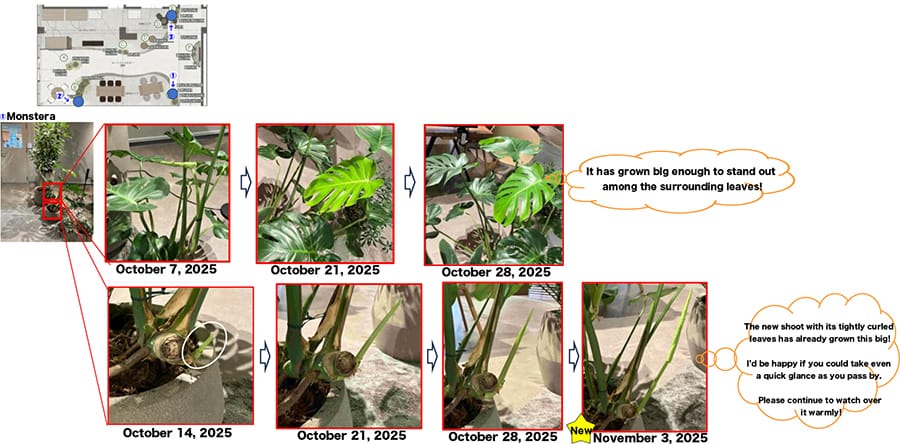 Example activities to promote the beauty of plants