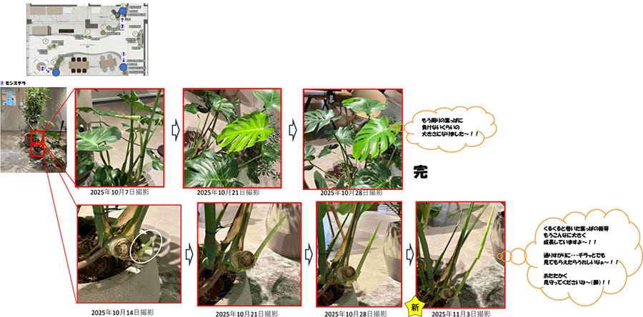 植物の魅力を発信する活動の例