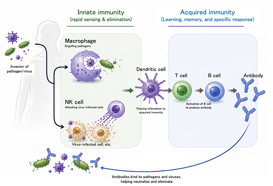 Figure 1: Overview of the Human Immune System