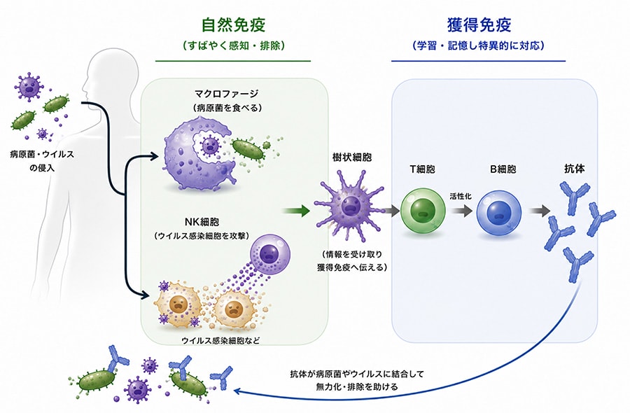 図1 ヒト免疫系の概略図