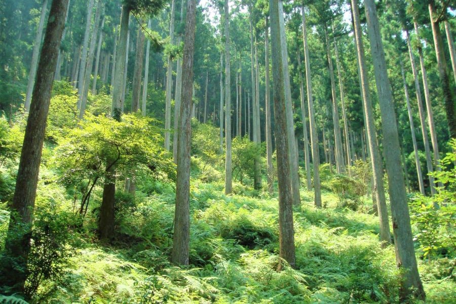 Toyota Mie Miyagawa Forest