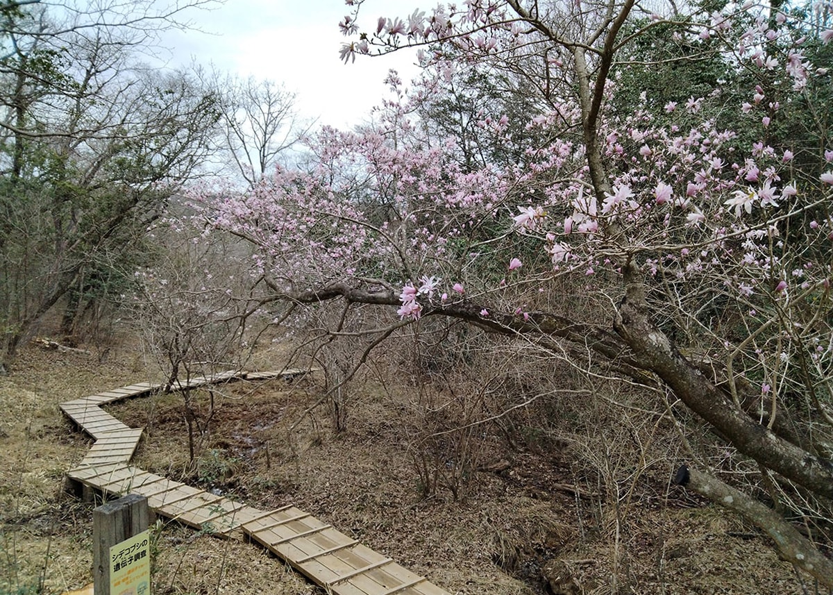 トヨタの森