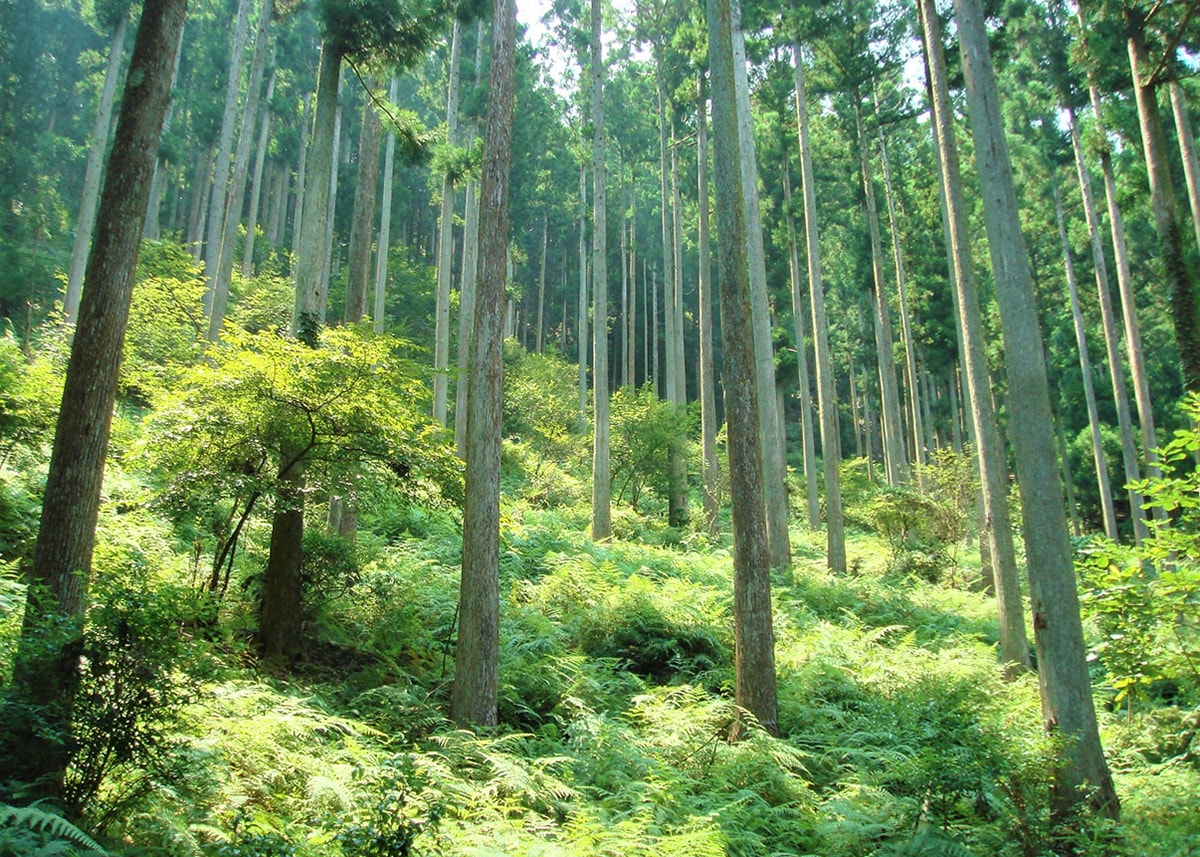 トヨタ三重宮川山林