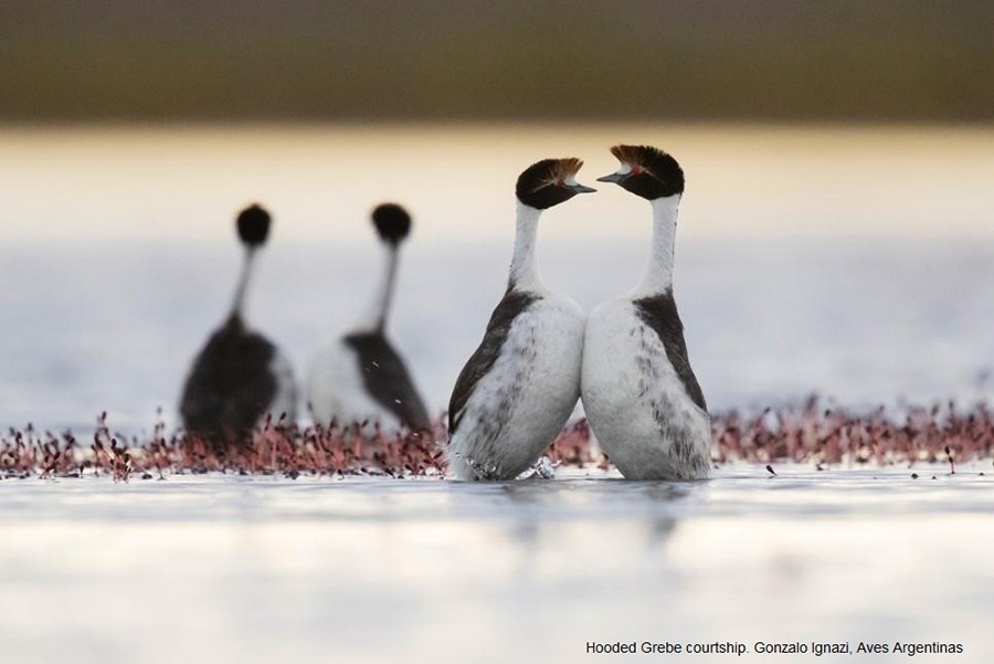 Conservation of the Hooded Grebe (Argentina)