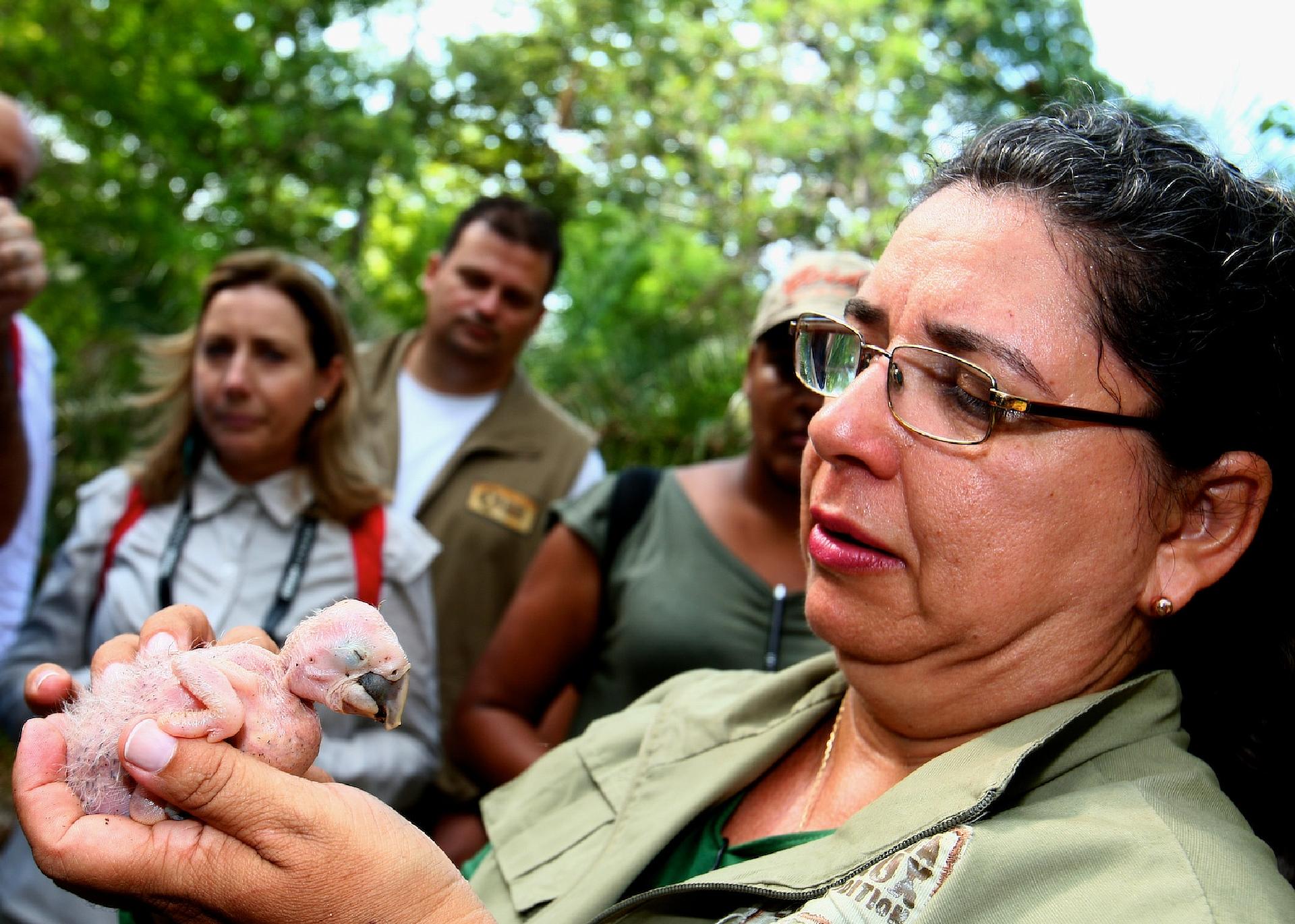 With support from Toyota since 1989, the Hyacinth Macaw Institute assists the protection and monitoring of a population of about 3,000 birds.