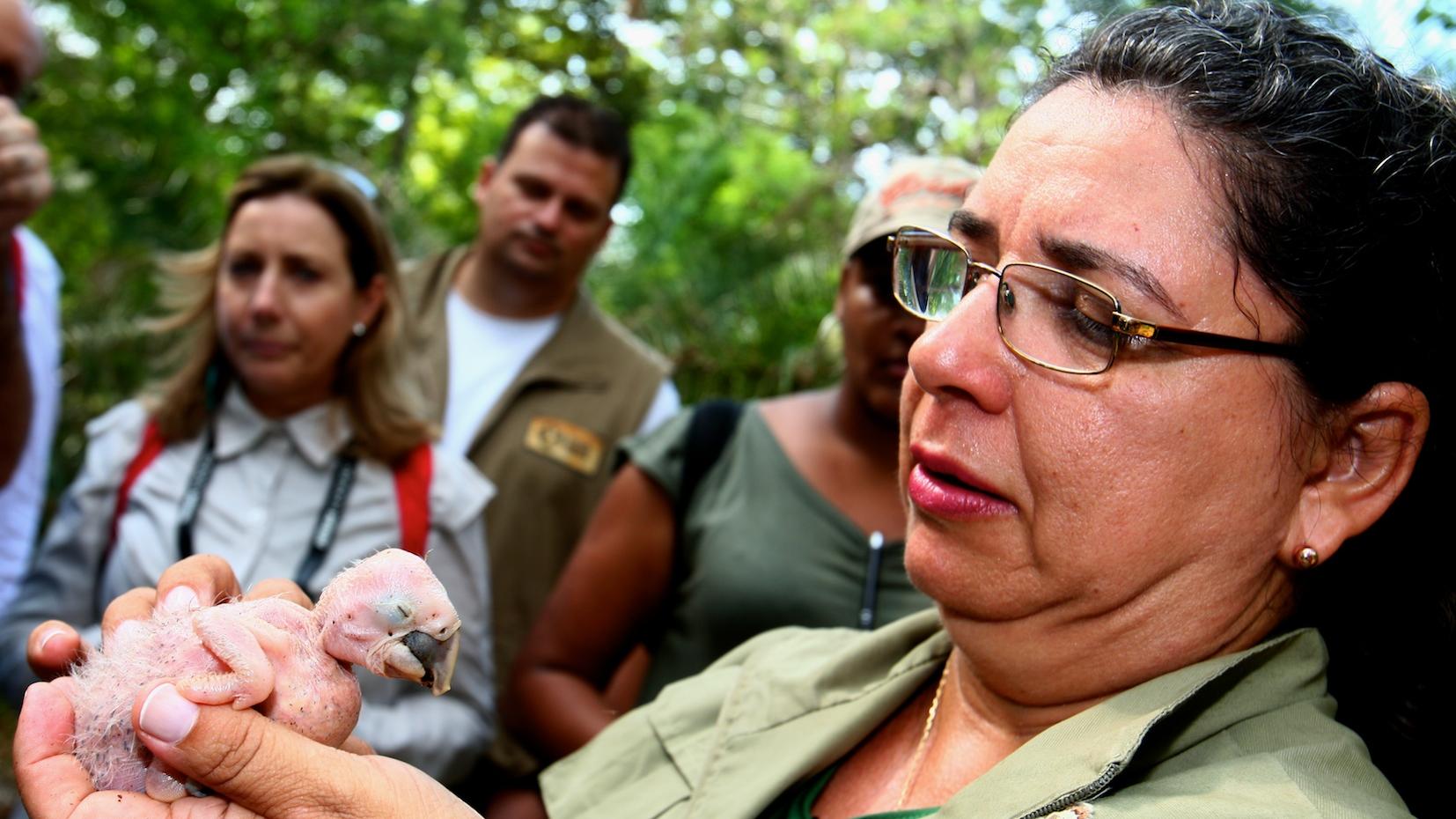 With support from Toyota since 1989, the Hyacinth Macaw Institute assists the protection and monitoring of a population of about 3,000 birds.