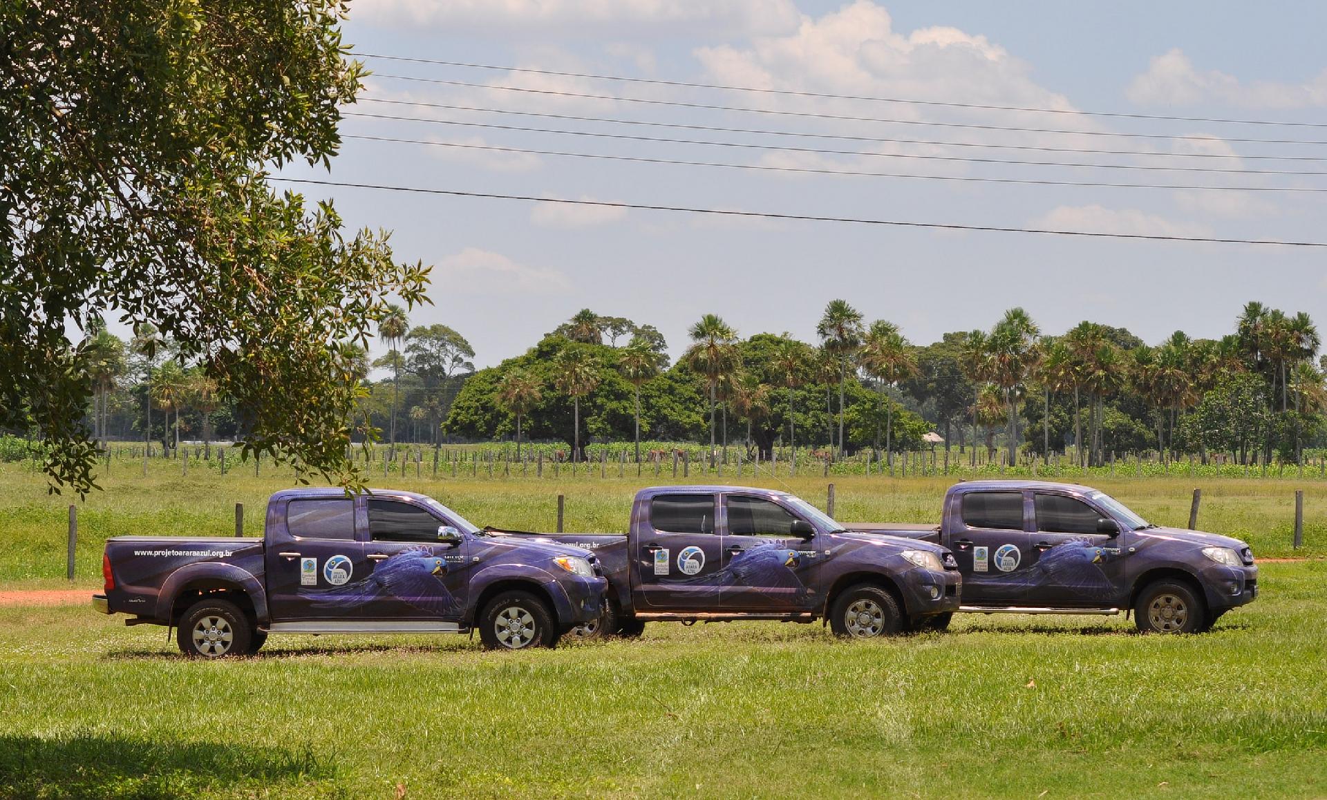 With support from Toyota since 1989, the Hyacinth Macaw Institute assists the protection and monitoring of a population of about 3,000 birds.