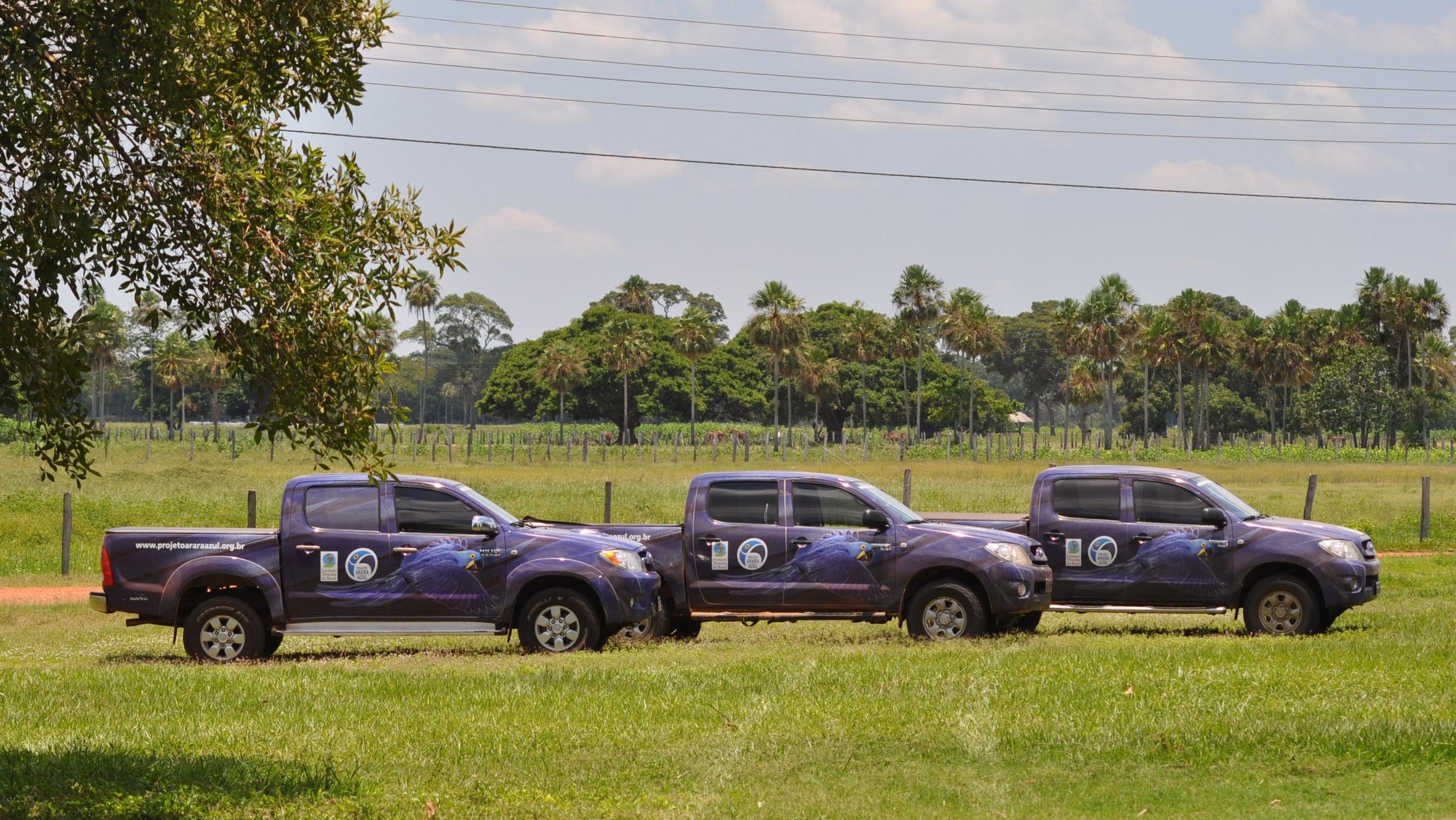 With support from Toyota since 1989, the Hyacinth Macaw Institute assists the protection and monitoring of a population of about 3,000 birds.