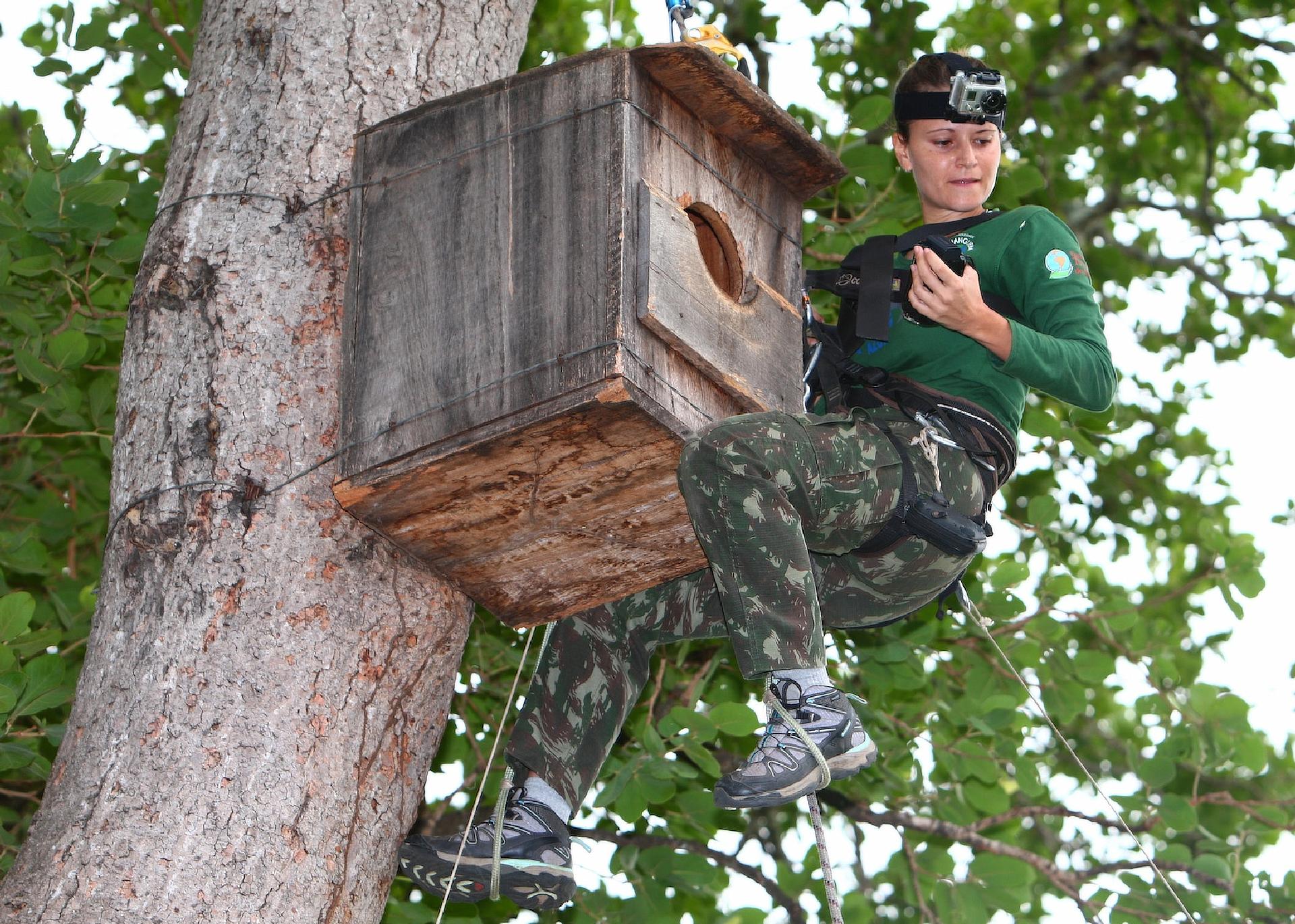 With support from Toyota since 1989, the Hyacinth Macaw Institute assists the protection and monitoring of a population of about 3,000 birds.