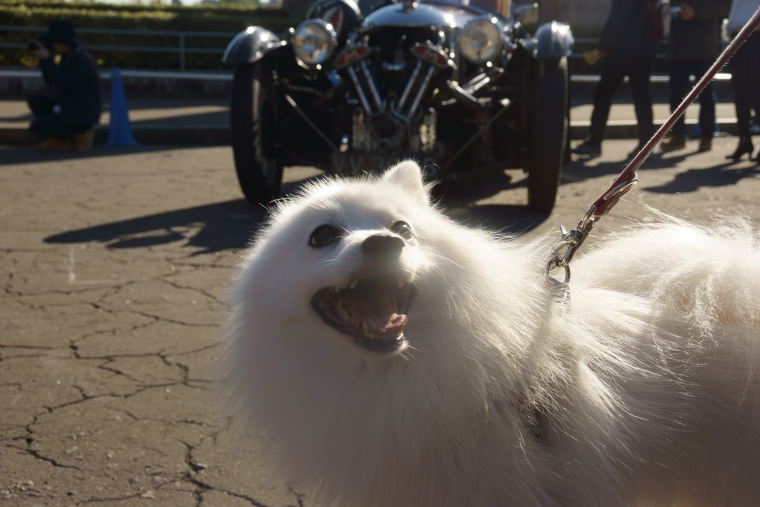 2015 Classic Car Festival in Tokyo