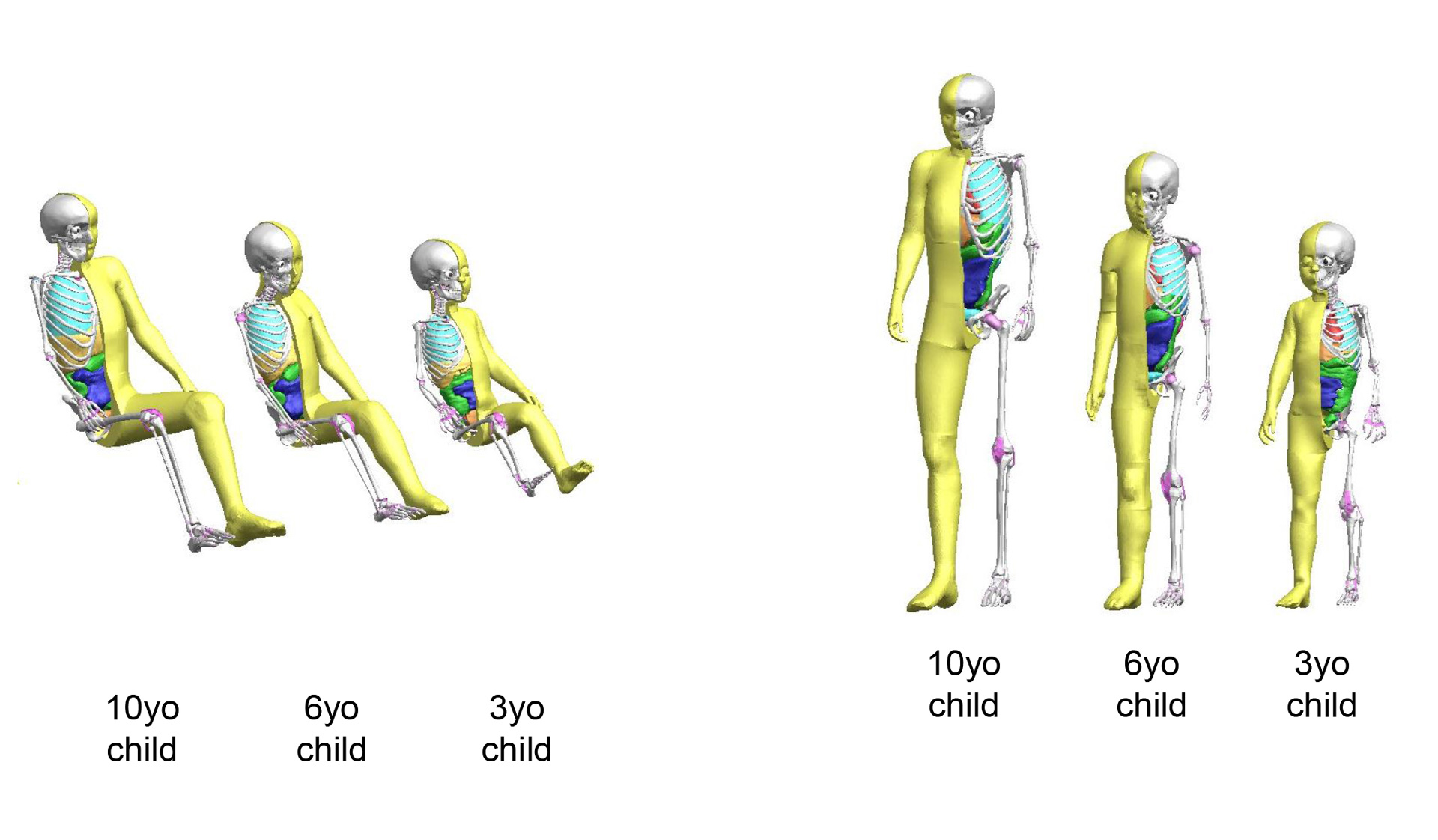 THUMS Version 4 Child Models