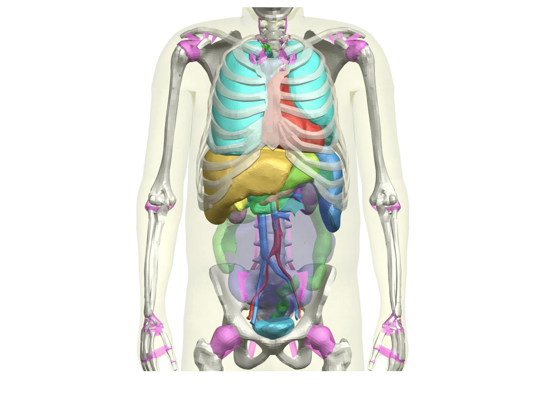 THUMS Version 4 Internal Organs of Adult Male | Toyota Motor ...