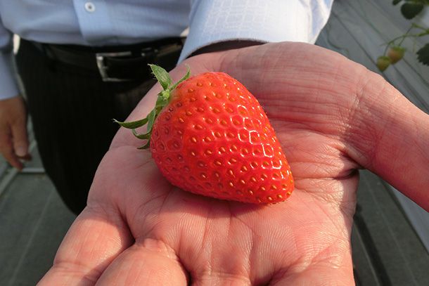 Toyota and NARO Develop High-Precision Selection Technology to Raise Efficiency of Strawberry Variety Improvement