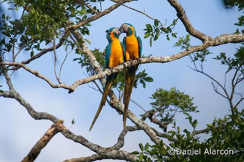 Conservation of the Bolivian Endemic Blue-throated Macaw and its co-existence with local livestock industry BirdLife International Tokyo