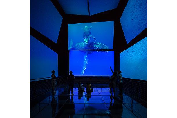 Bruce Work Image PANAMARAMA immersive experience Biomuseo Panama