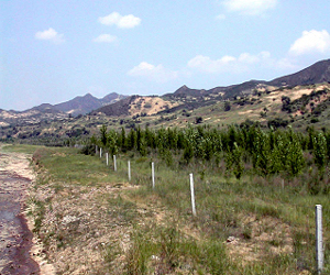 2003年7月 植林後2年3ヵ月経過