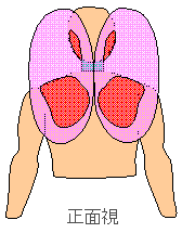 荷重分散イメージ：正面視