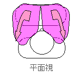 荷重分散イメージ：平面視