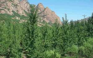 植林後　2009年７月